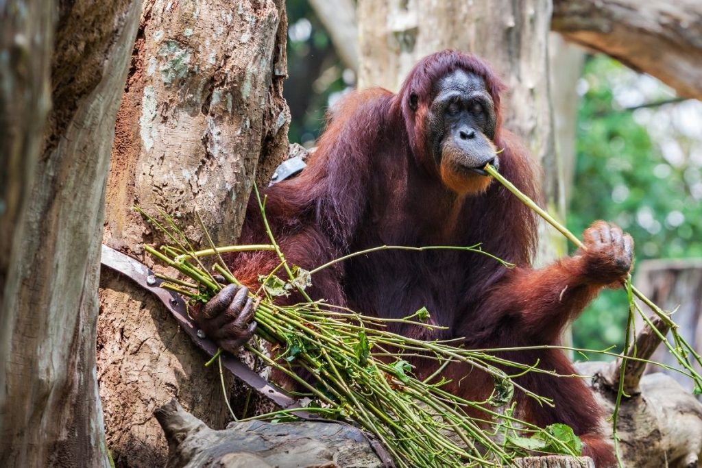 orang outang zoo de singapour