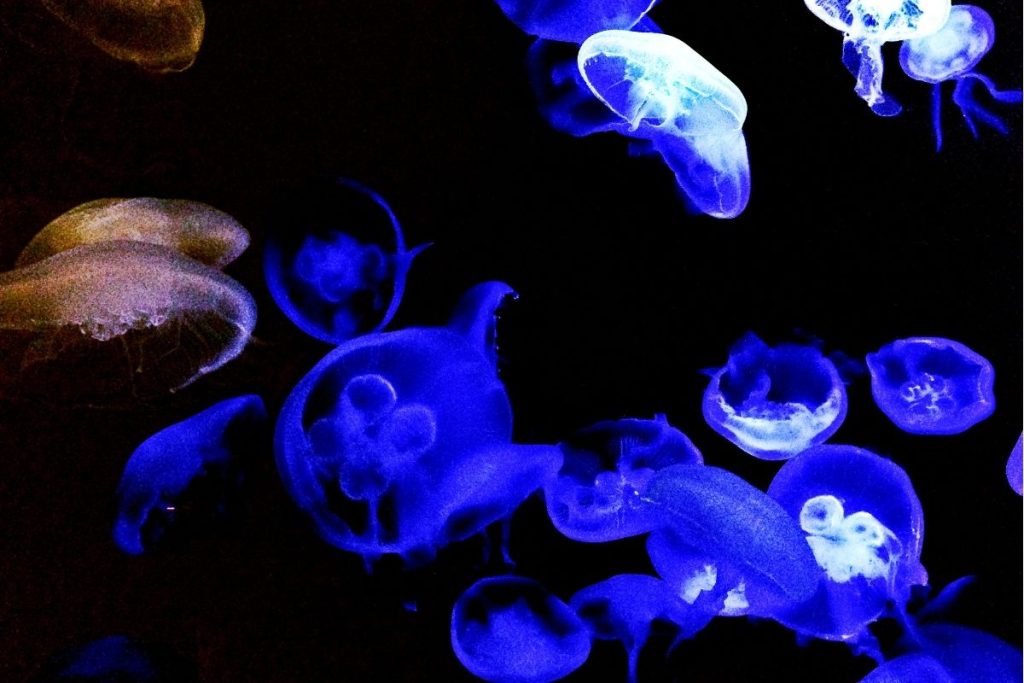 sea aquarium a singapour